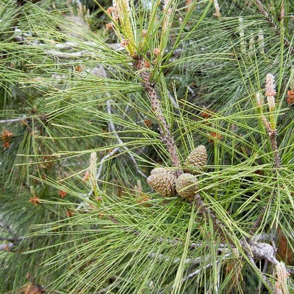 Tüplü Kızılçam Fidanı