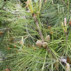 Tüplü Kızılçam Fidanı