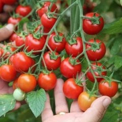 Salkım Yüksek Verimli Kahvaltılık Çeri Domates Fidesi (20 adet)