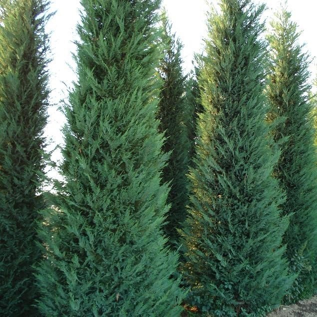Tüplü Leylandi Fidanı (80-120 cm) (10 adet)
