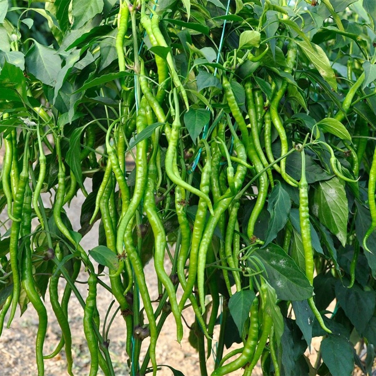 Sofralık Bol Verimli Turşuluk Acı Sivri Kıl Biber Fidesi (5 adet)