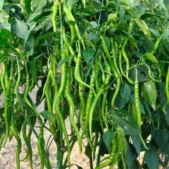 Sofralık Bol Verimli Turşuluk Acı Sivri Kıl Biber Fidesi (5 adet)