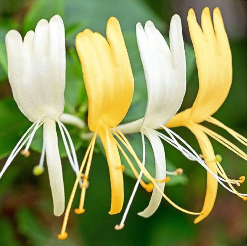 Tüplü Kokulu Lonicera Caprifolium Hanım Eli Fidanı (100-150 cm)