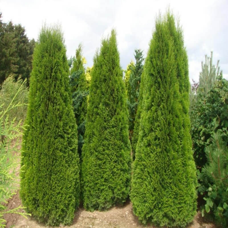Tüplü Batı Mazısı Fidanı (60-80cm)