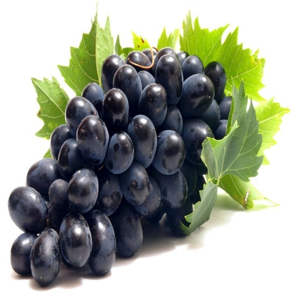 Tüplü Aromalı Verimli Kurutmalık Geleneksel Ekşi Kara Üzüm (Asma-Bağ) Fidanı