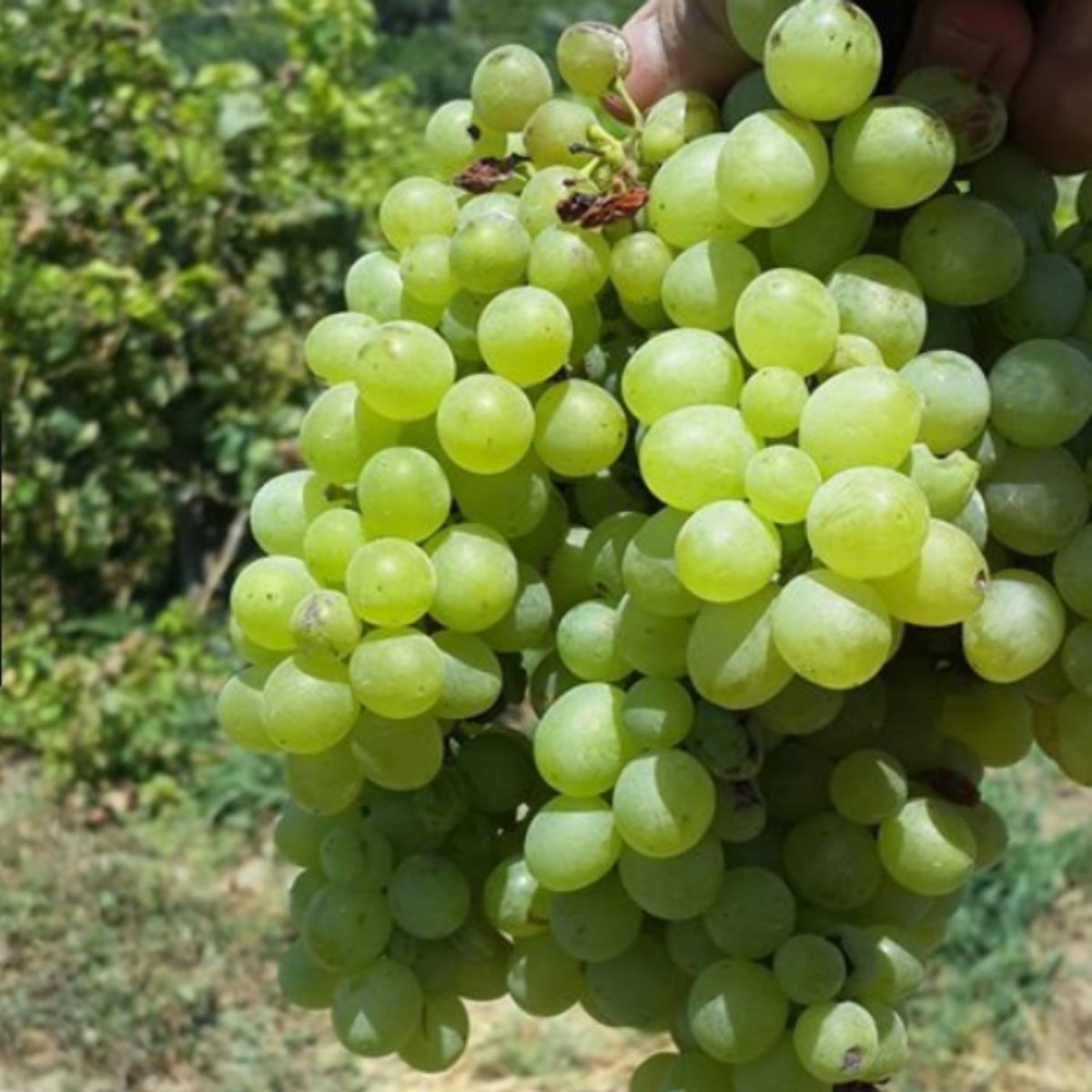 Tüplü Sofralık Çok Tatlı İri Taneli Verimli Tarsus Beyazı Üzüm (Asma-Bağ) Fidanı