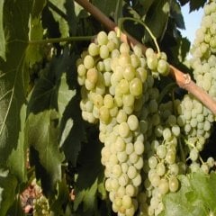 Tüplü Pekmezlik Verimli İri Salkımlı Geleneksel Maccabeu Üzüm (Asma-Bağ) Fidanı