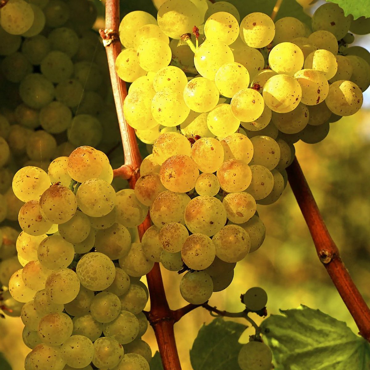 Tüplü Hoş Kokulu Aromatik Chardonnay Üzüm (Asma-Bağ) Fidanı