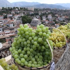Tüplü Kokulu İri Salkımlı Geleneksel Safranbolu Çavuşu Üzüm (Asma-Bağ) Fidanı