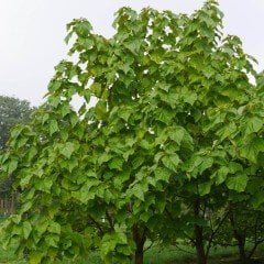 Tüplü Yoğun Kokulu Paulownia (Beyaz Çiçekli) Fidanı
