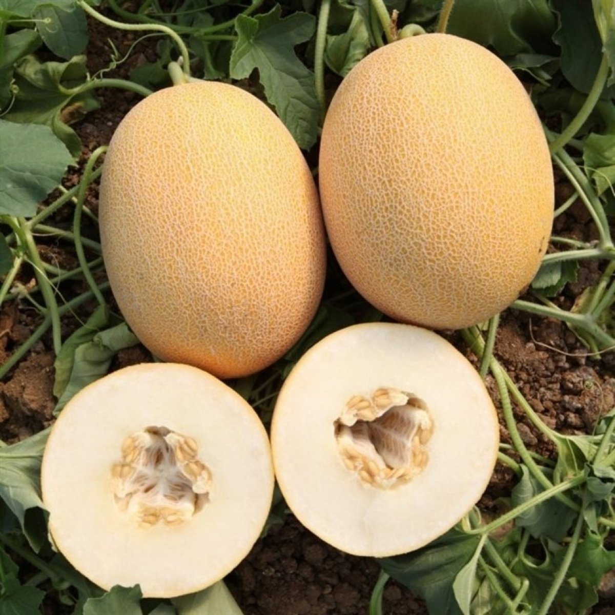 Aromalı Kokulu Verimli Leziz Doğal Ananas Kavun Fidesi (5 adet)