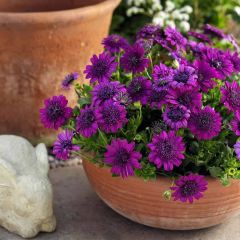 Katmerli Double Purple Bodrum Papatyası Çiçeği Fidesi (2 Adet Fide)