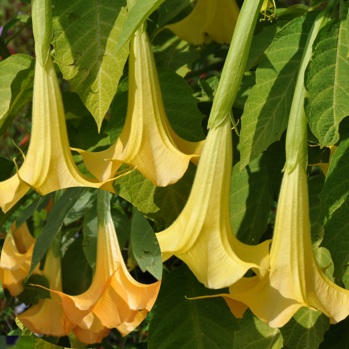 Yoğun Kokulu Yellow Brugmansia Çiçeği Meleklerin Borazanı Çiçeği Fidanı (70-120 cm)