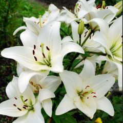 Beyaz Çiçekli Lily Oriental White Kokulu Zambak Soğanı  (1 Aadet )