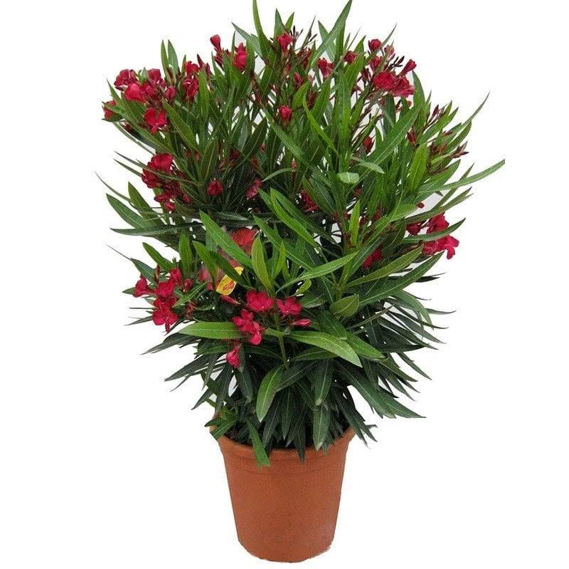 Bodur Zakkum Fidanı