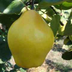 Tüplü Aşılı Bol Verimli Tam Bodur Leziz Limon Ayva Fidanı