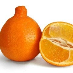 Tüplü Aşılı Nadir Bulunan Mineola Narenciye Fidanı