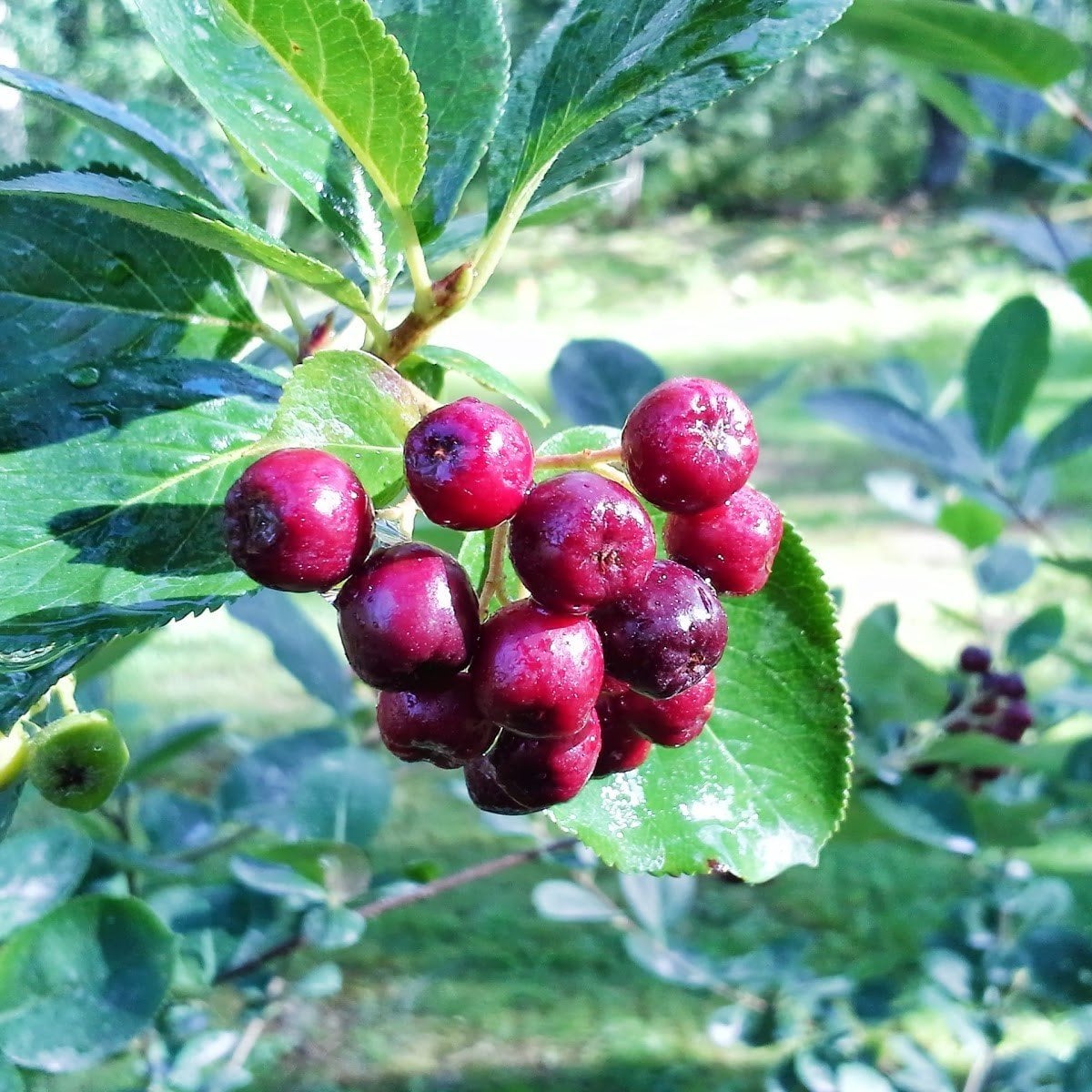 Tüplü Kırmızı Aronya (Red Aronia) Chokoberry Fidanı