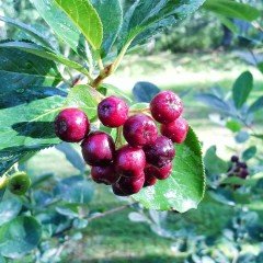 Tüplü Kırmızı Aronya (Red Aronia) Chokoberry Fidanı