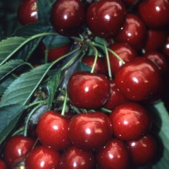 Tüplü Aşılı Aromatik Verimli Tam Bodur Sweet Heart Kiraz Fidanı