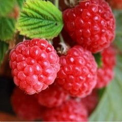 Tüplü Bol Verimli Ruby Ahududu Fidanı