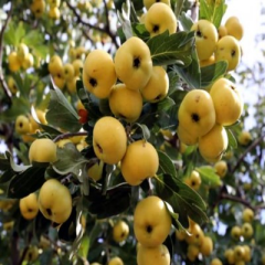 Tüplü Dikenli Yabani Sarı Alıç Fidanı