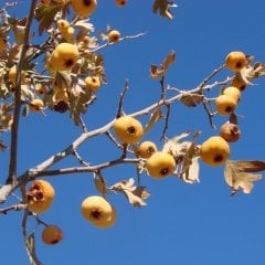 Tüplü Dikenli Yabani Sarı Alıç Fidanı