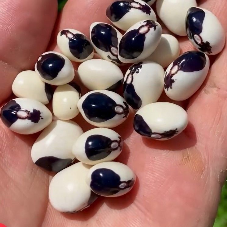 Geleneksel Ata Tohumları Kastamonu Burnu Kara Sırık Fasulye Tohumu (10 tohum)