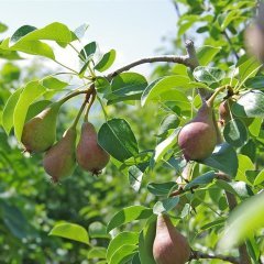 Tüplü Aşılı Geleneksel June Gold (Haziran Altını) Armut Fidanı
