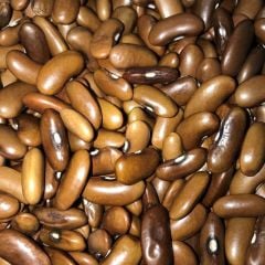 Geleneksel Ata Tohumları Magnum Oturak Fasulye Tohumu (10 tohum)