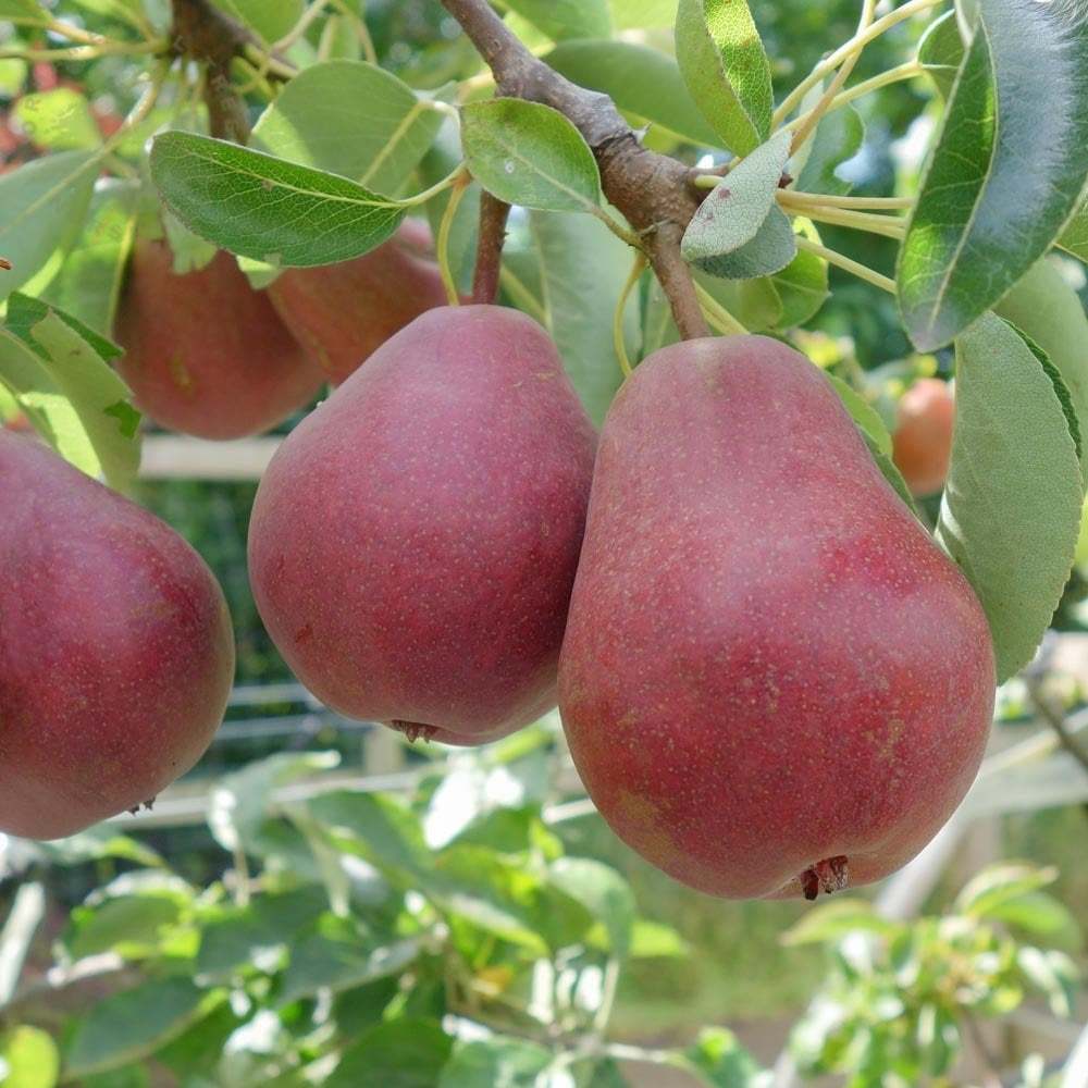 Tüplü Aşılı Özel Ürün Aromatik Starcrimson Kırmızı Armut Fidanı