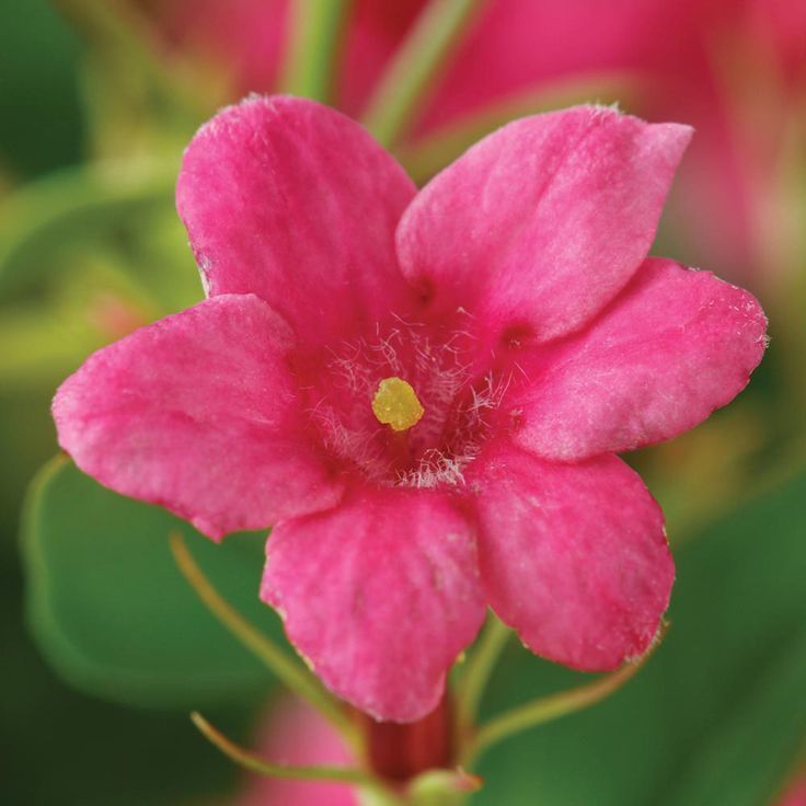 Tüplü Jasminum Beesianum Kırmızı Yasemin Fidanı