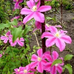 Pembe Çiçekli Clematis Çiçeği Fidanı (1 Kök )
