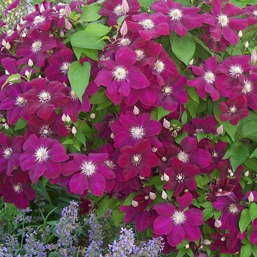 Eflatun Renkli Clematis Çiçeği Fidanı (1 Kök )