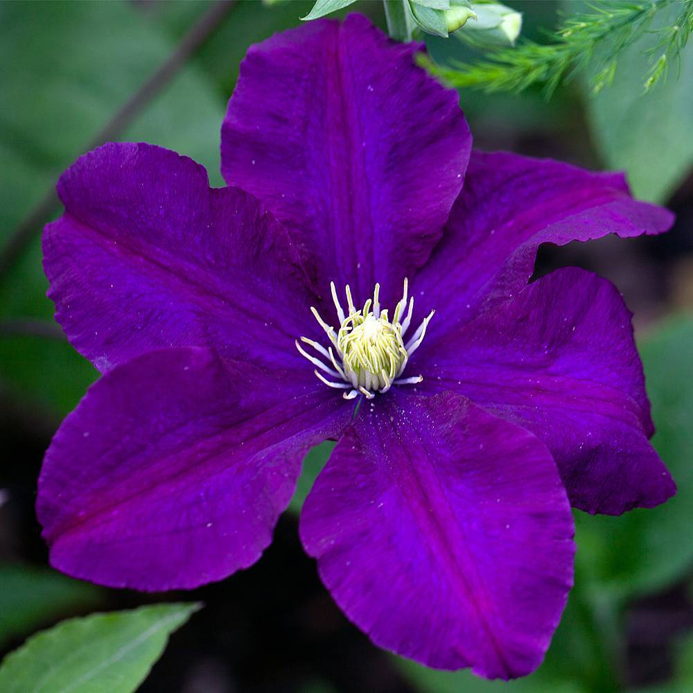 Rhapsody Clematis Çiçeği Fidanı (1 Kök)