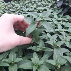 Gizemli Pastel Renk Quasar Küpe Çiçeği Fidesi (2 adet)