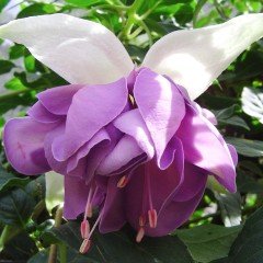 Gizemli Pastel Renk Quasar Küpe Çiçeği Fidesi (2 adet)