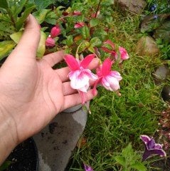 El Camino Güzelim Küpe Çiçeği Fidesi (2 adet)