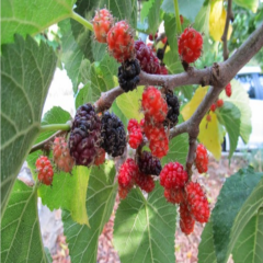 Tüplü Ekşi Kara Urmu Dut Fidanı (4 Yaş 100-200 cm)