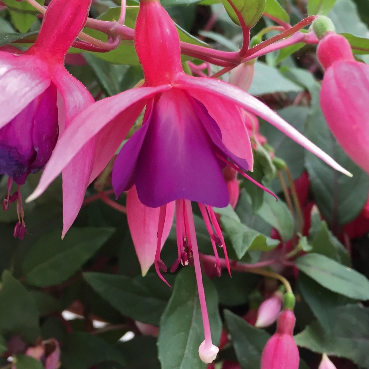 Leonita Double Rose Blue Rüya Küpe Çiçeği Fidesi (2 adet)