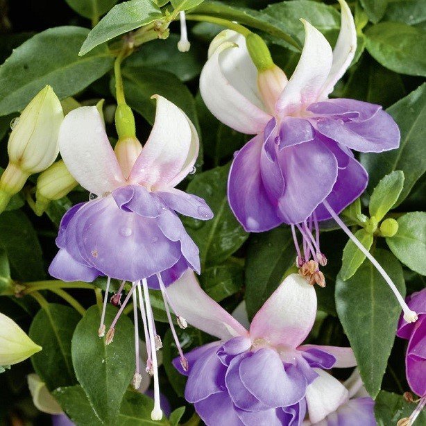 Özel Seri Moody Blues Küpe Çiçeği Fidesi (2 adet)