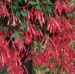 Koralle Küpe Çiçeği Fidesi (Sınırlı Stok) (2 adet)