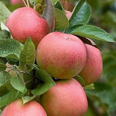 Tüplü Aşılı Erkenci Yazlık Summer Red Elma Fidanı
