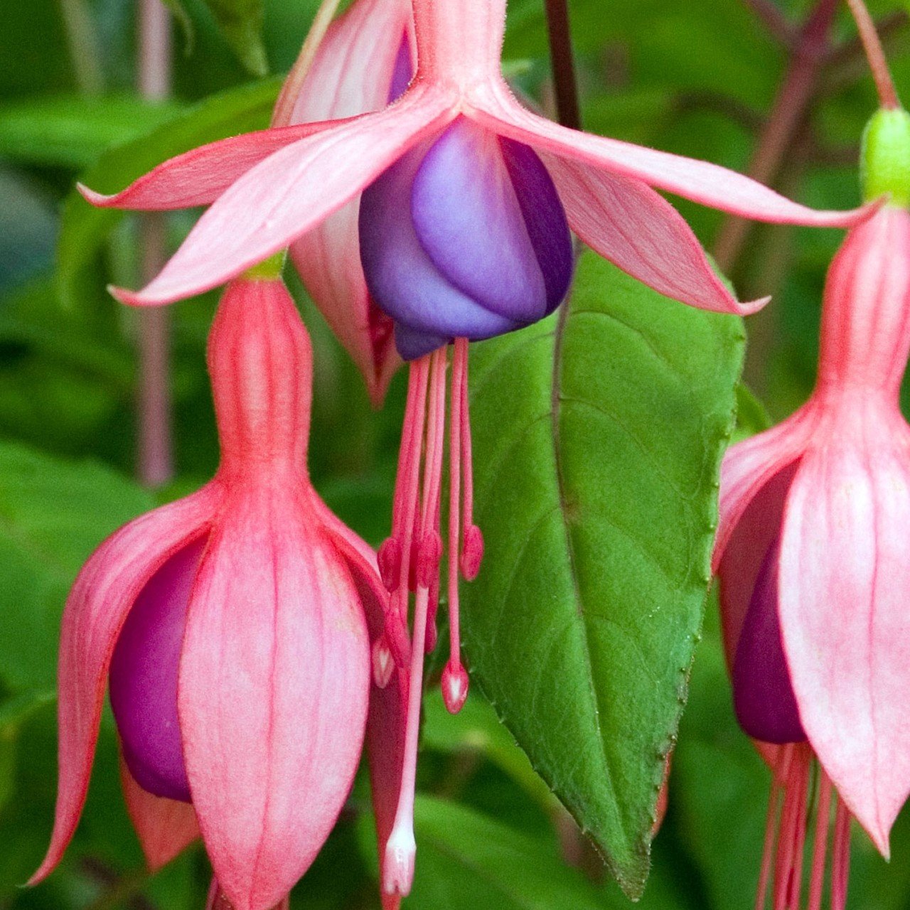 Mini Alison Patricia Küpe Çiçeği Fidesi (2 adet)