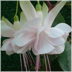 Double Double White King Beyaz Küpeli Çiçeği Fidesi (2 adet)