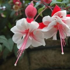 İri Baş Swingtime Küpe Çiçeği Fidesi (2 adet)