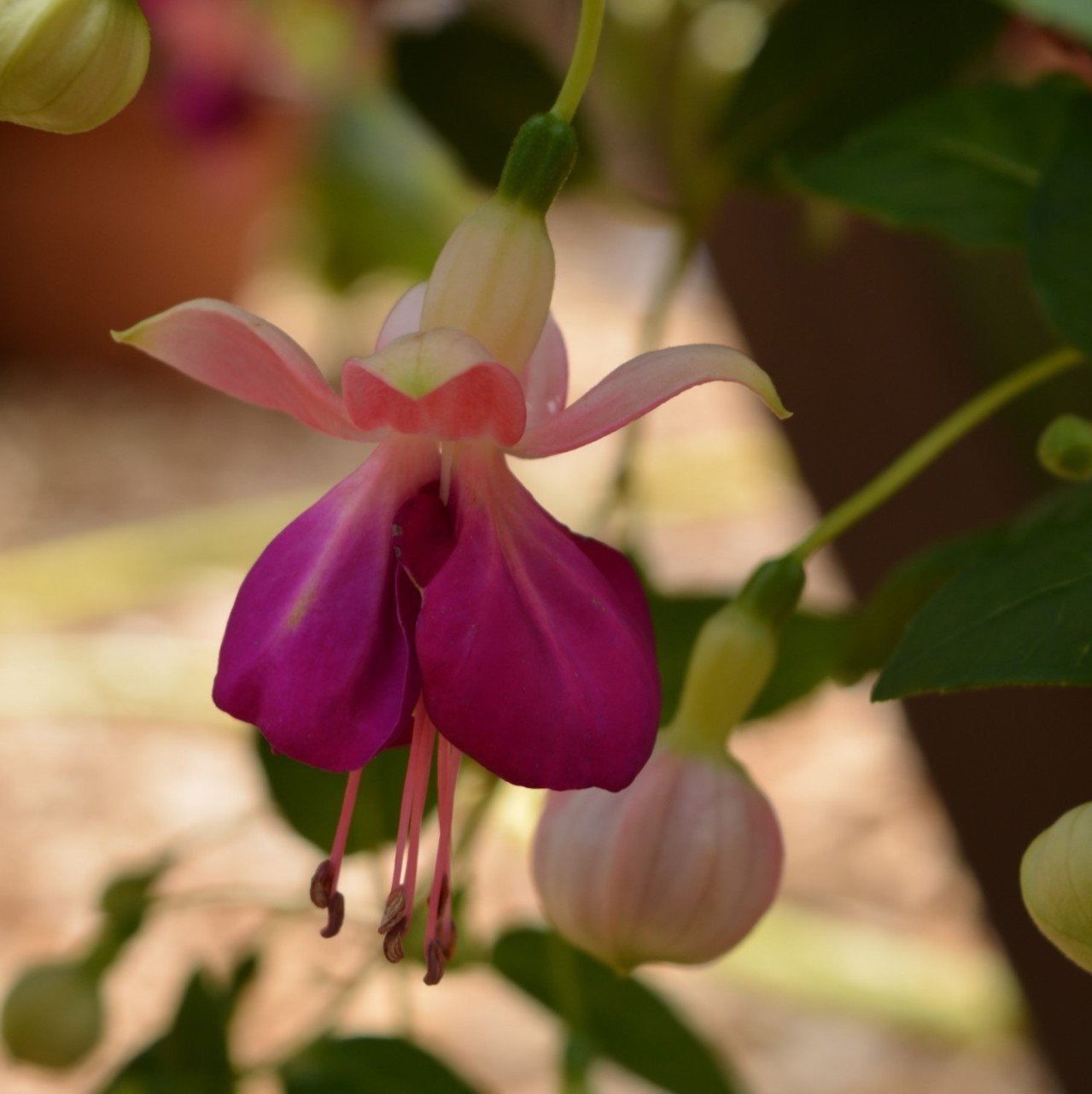 Pink Ballet Girl Beautiful Küpe Çiçeği Fidesi (2 adet)