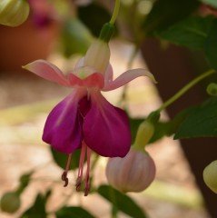 Pink Ballet Girl Beautiful Küpe Çiçeği Fidesi (2 adet)