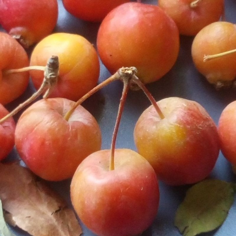 Tüplü Nadir Bulunan Geycek Geyik Elması Elma Fidanı