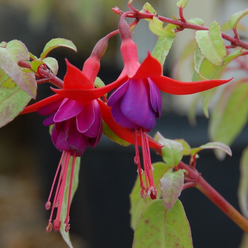 Mrs.Popple Love Küpe Çiçeği Fidesi (3 Adet)